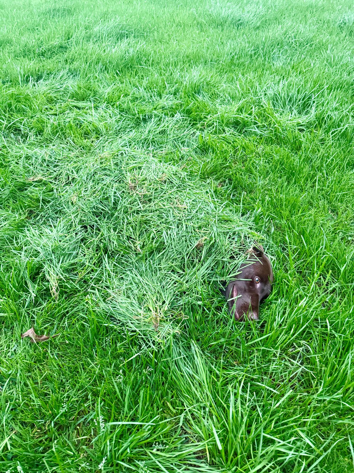 Chocolate lab running through green grass