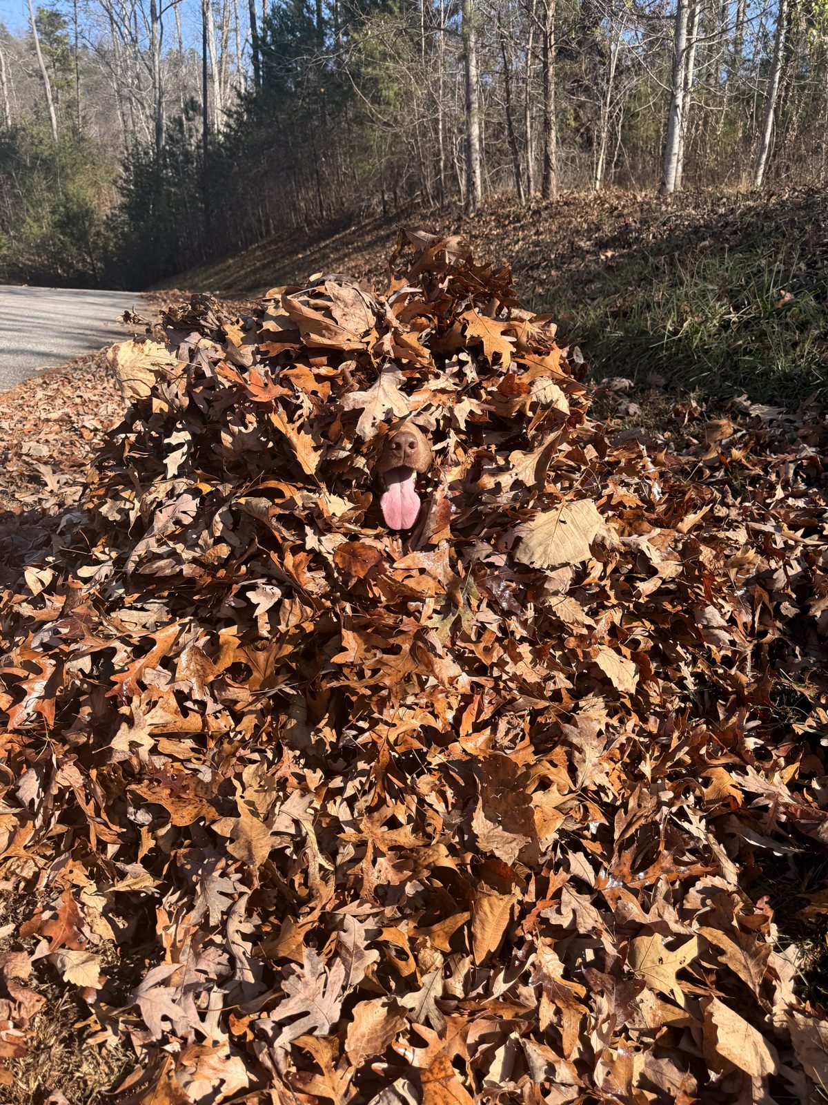 Chocolate lab in a pile of autumn leaves